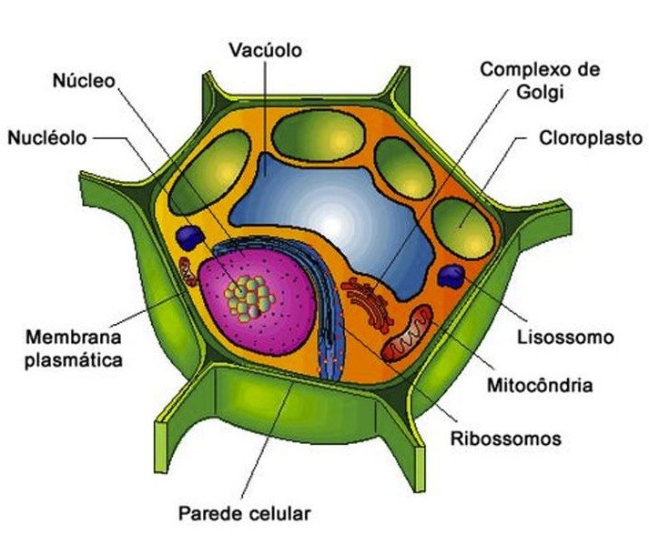  Funciones de la célula vegetal