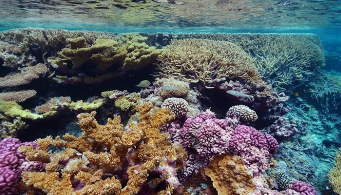 Coral Reefs Are Dying Worldwide—and Sharks Are Big Fans of...What?