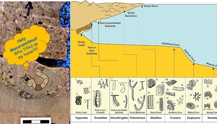 The Role of Ichnology in Sequence Stratigraphic Analysis: A Brief Overview