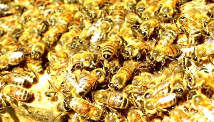 Ladies, Watch Out! Dangers of the Queen Bee Bully Boss