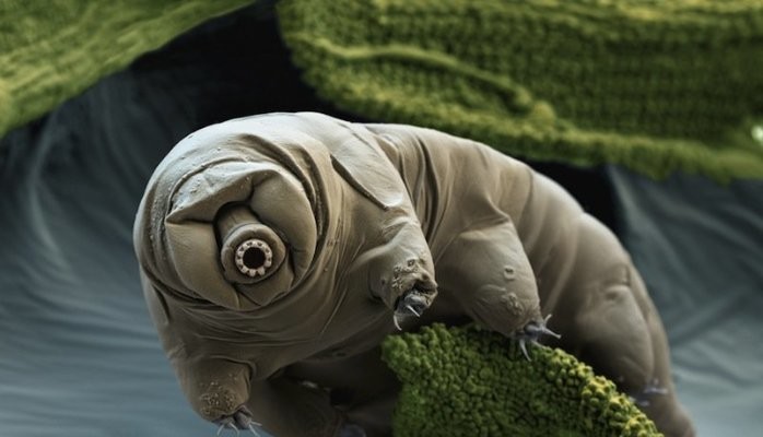 10 Creatures that Are Nearly Indestructible + 6 Almost Immortal Creatures.