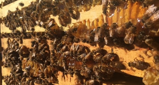 The Bees of Monterey County 