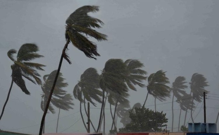 Why palm trees survive hurricanes?