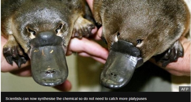 Platypus venom paves way to possible diabetes treatment - Australia