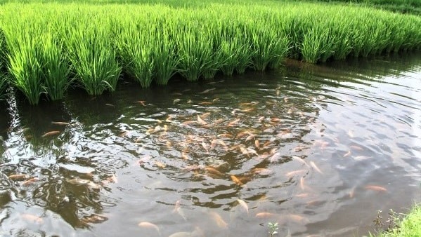 A farm that caters both: Farming of rice and fish in tandem