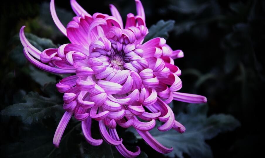                                                                   Chrysanthemum（菊花）