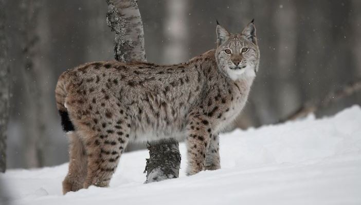 A short history of Scotland's lost species 6: The Eurasian Lynx
