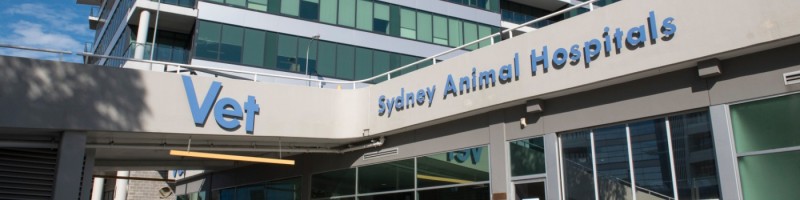 Sam Haynes - Hospital Director - Sydney Animal Hospitals | LinkedIn