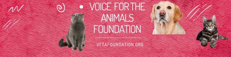Melya Kaplan - Founder and Executive Director - Voice For The Animals  Foundation | LinkedIn