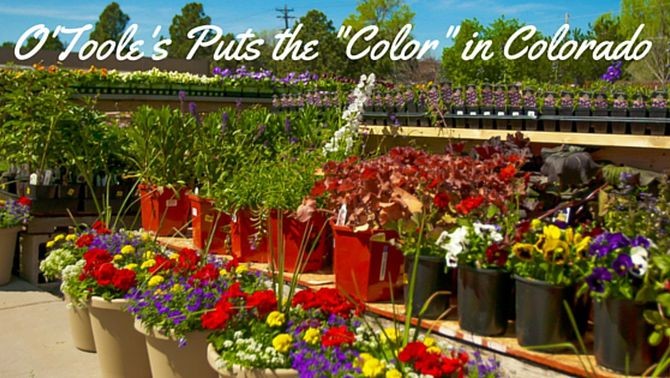 O Toole S Garden Centers Linkedin