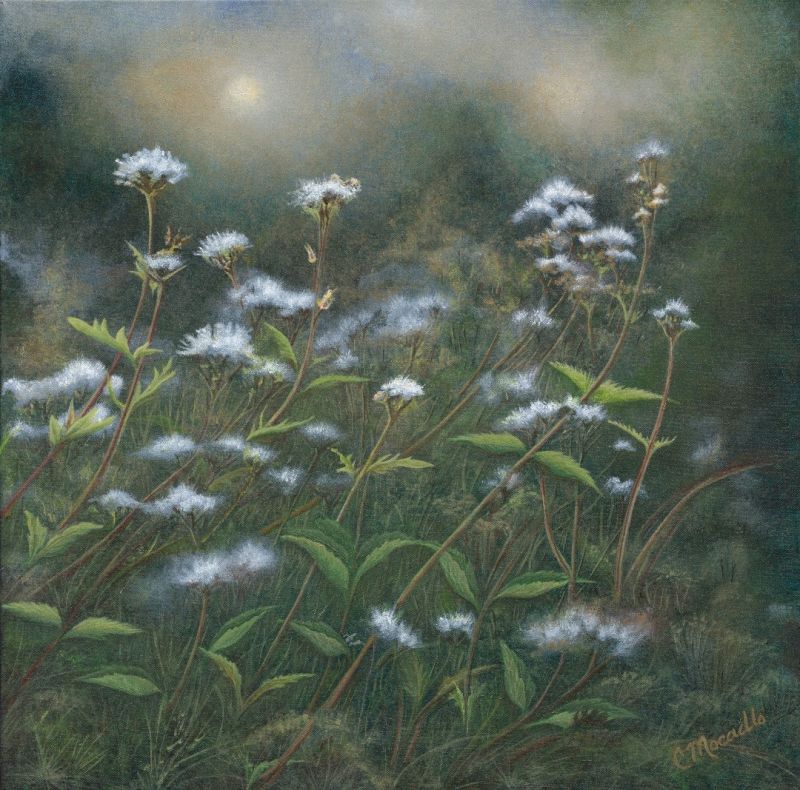 20+ Queen Anne'S Lace Painting