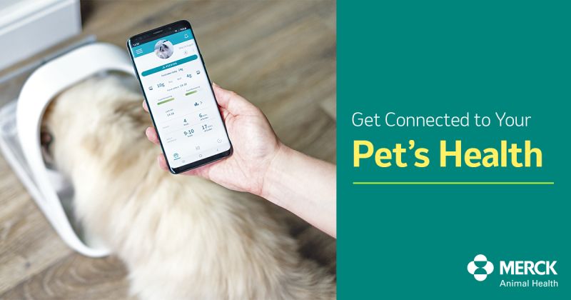 Merck Animal Health on LinkedIn: Pet Diabetes: Know the early signs to  better manage your pets' health -…
