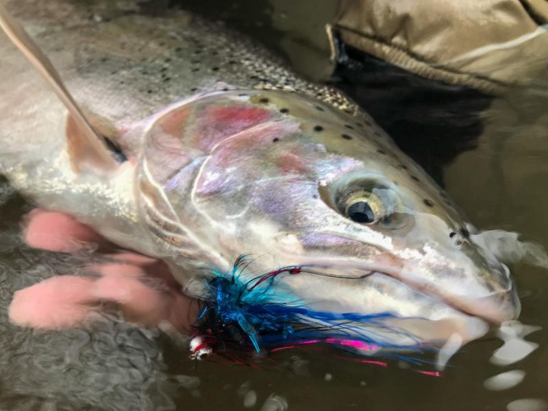 Rob Crandall on LinkedIn: How to Choose the Right Fly For Winter Steelhead  How does fly size, shape…