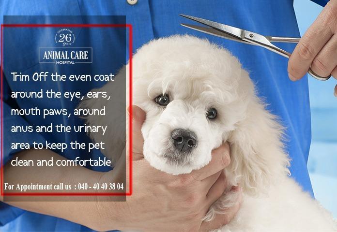 The Animal Care Clinic - Animal Doctor - The Animal Care Clinic | LinkedIn