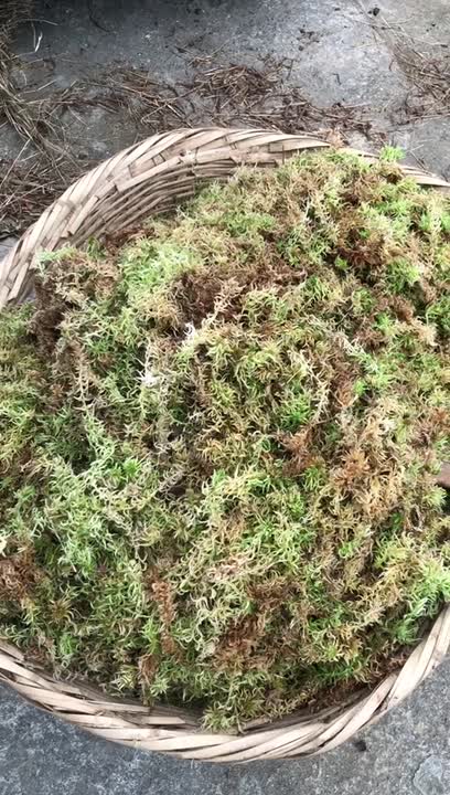 Sphagnum moss: A New Life, zhi lin wu posted on the topic