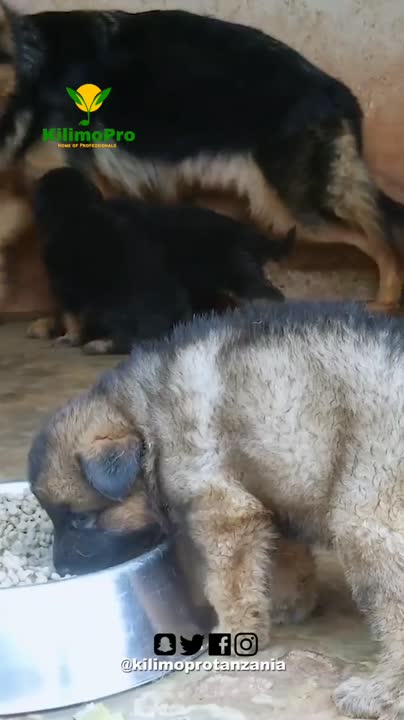 [Video] Kilimopro Tanzania on LinkedIn: German shepherd Dog bred 🐕 ...