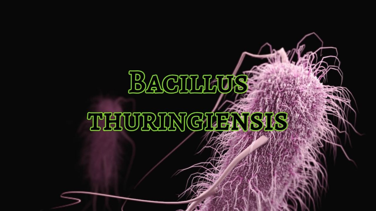 Bacillus thuringiensis Market Insights, Market Players and Forecast to 2030