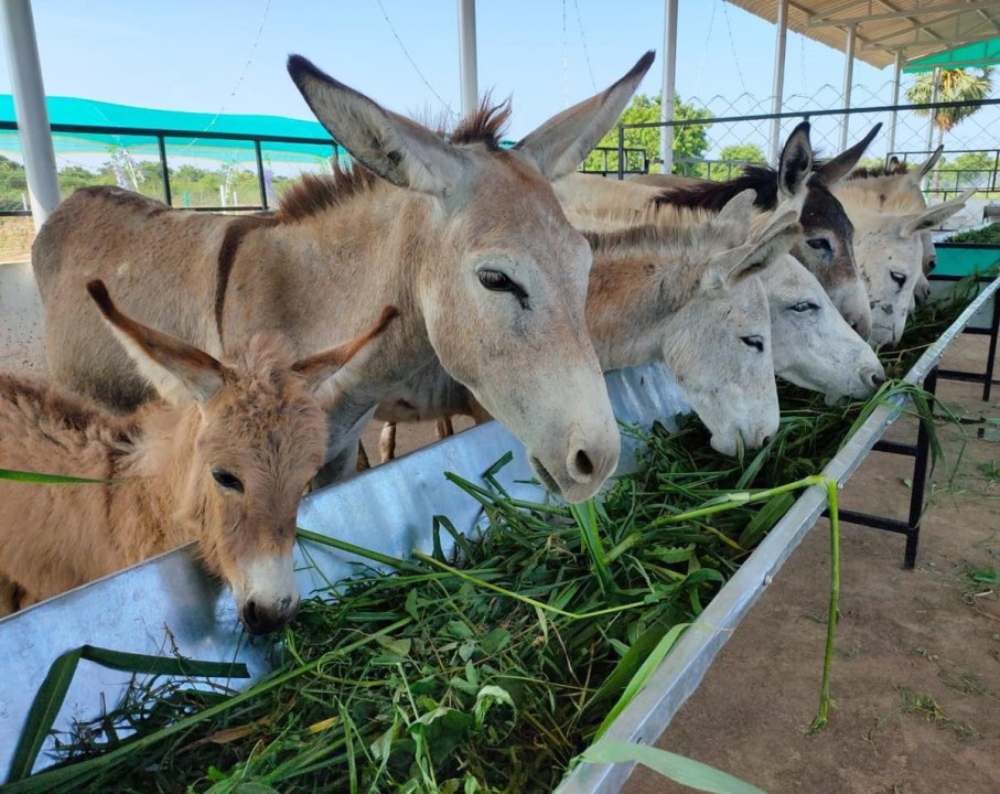 How to Start Donkey Farming Business in India