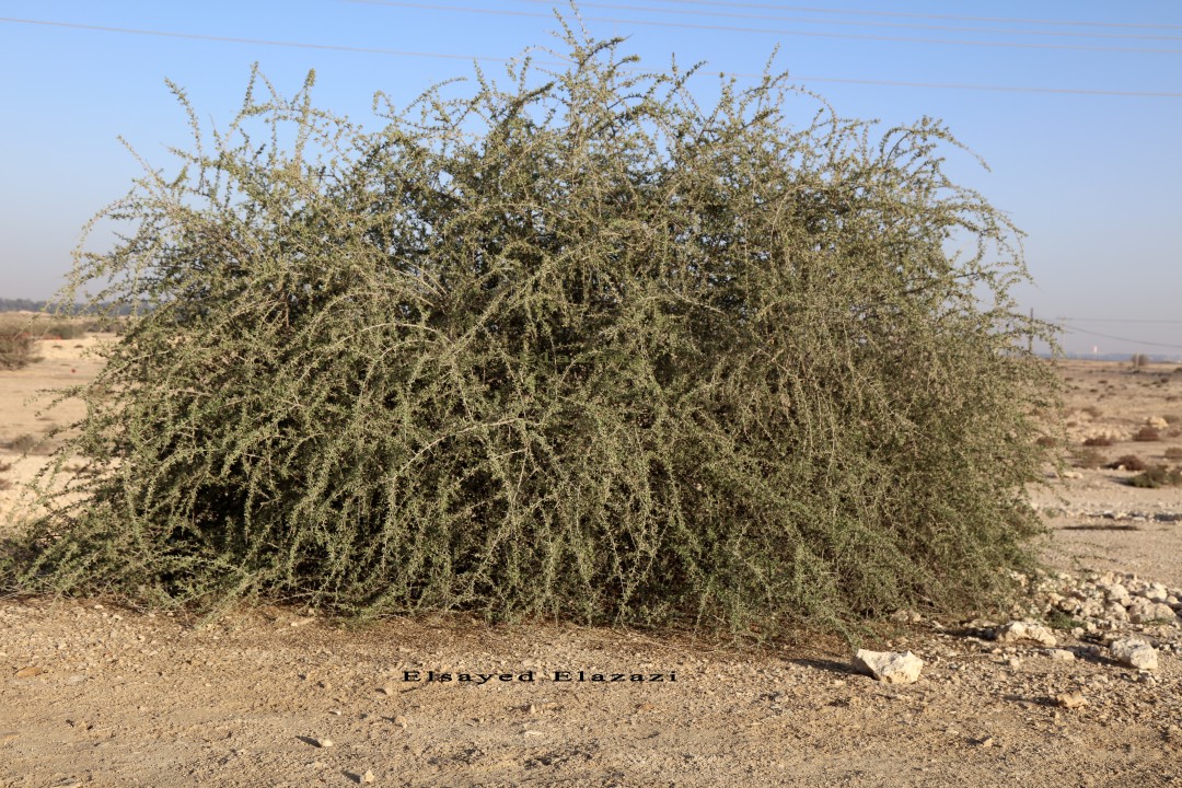 Lycium shawii in Qatar