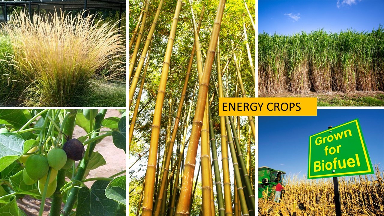 Energy Crops as a Fuel
