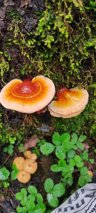 Ganoderma lucidum: A mushroom of longevity.