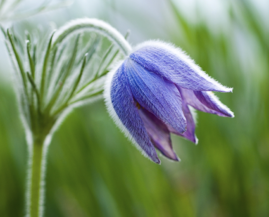 "Experience Holistic Healing with Pulsatilla"