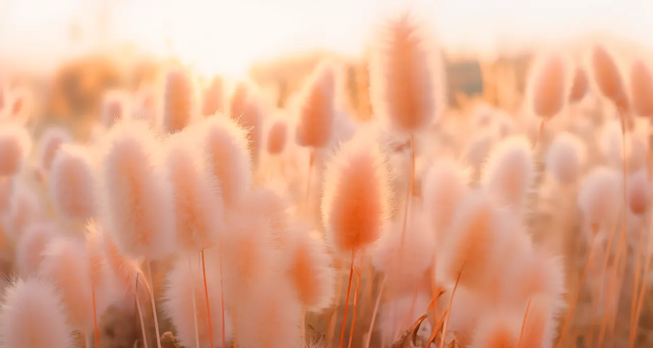 Celebrate the Arrival of ‘Peach Fuzz’ – Pantone’s 2024 Color of the