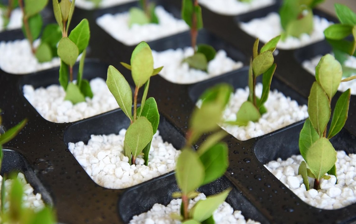 Tips for Successful Plant Growth Using Perlite