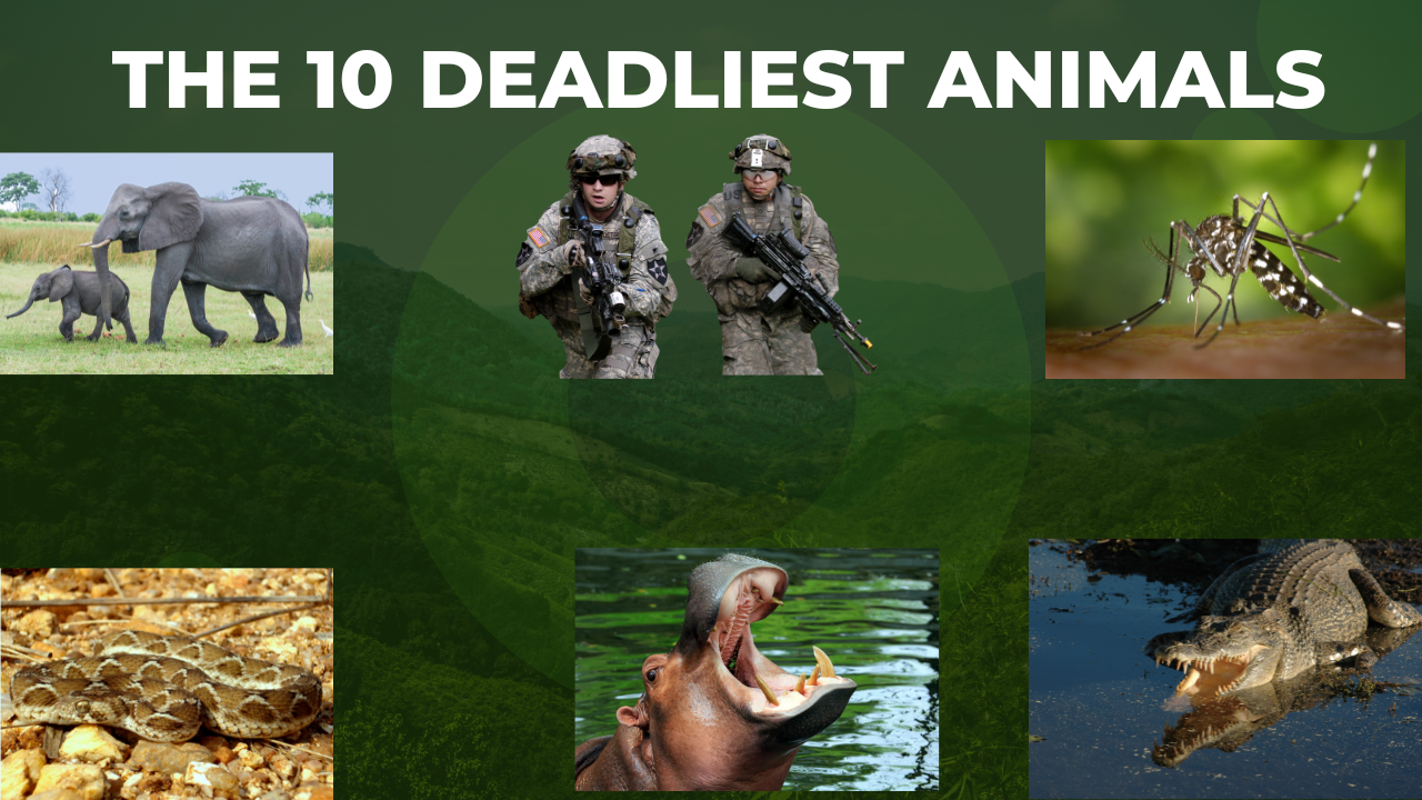 THE 10 DEADLIEST ANIMALS