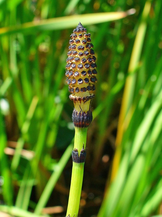  The Healing Potential of Homoeopathic Equisetum Hyemale