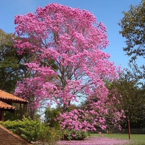 The Tabebuia rosea: A Burst of Pink Trumpet Blooms 