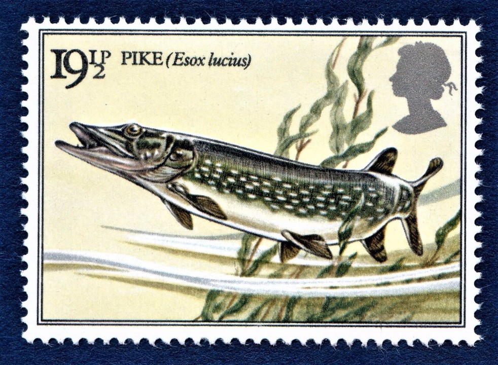 Issue #3. FOTW: Northern Pike (Esox lucius), an army of herring, and a life aquatic 