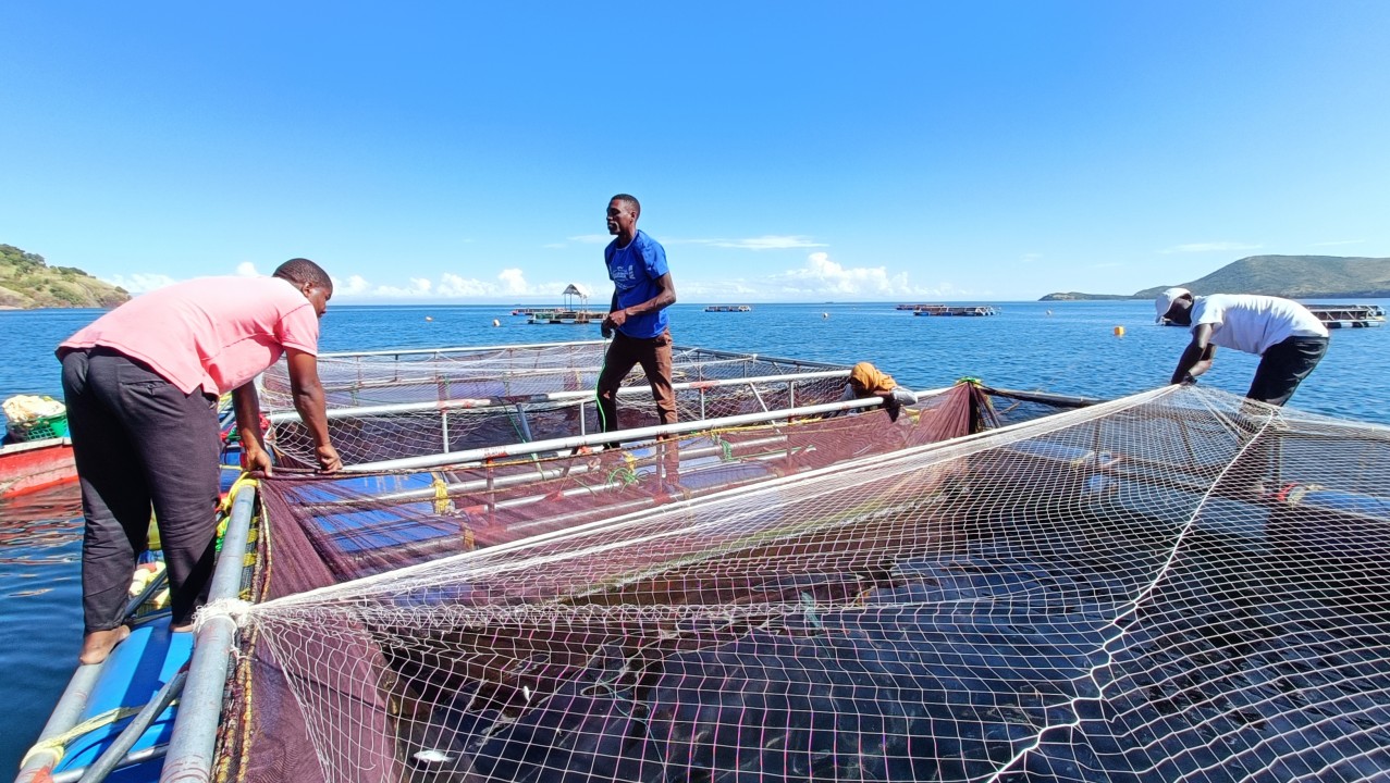 Nurturing Sustainable Cage Fish Farming and Empowering Communities for Food  Security