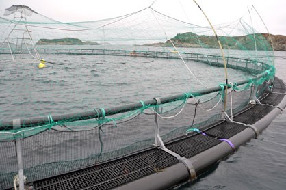 Aquaculture Insurance Market is expected to grow at a CAGR of 14.58% from 2022 to 2030