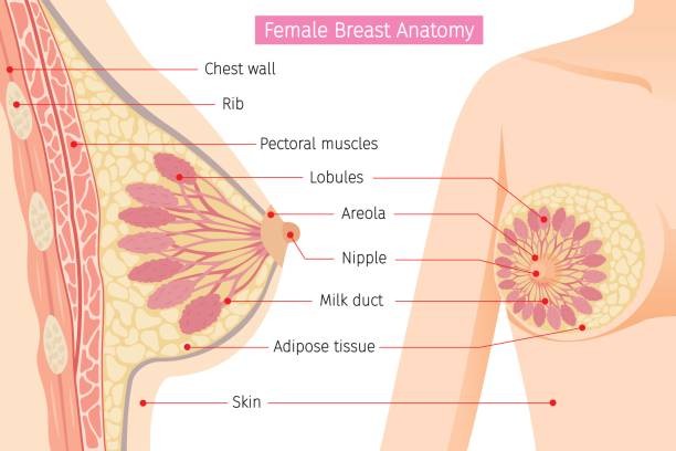 Breast, Definition,Anatomy,Structure,Functions