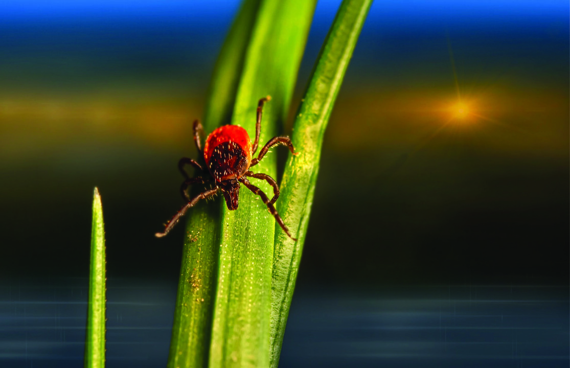 Tick Talk: APD shares the best ways to protect yourself from ticks Tick Talk: APD shares the best ways to protect yourself from ticks