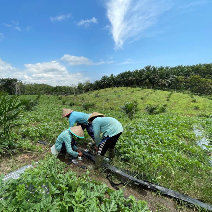 REGENERATIVE AGRICULTURE: THE FUTURE FARMING FOR SMALLHOLDERS IN WEST KALIMANTAN, INDONESIA