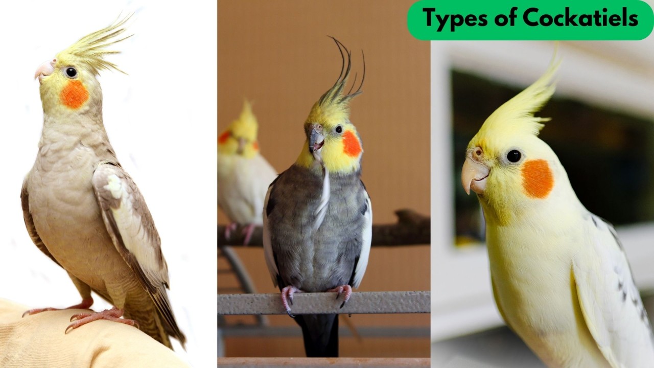 Types of Cockatiels (Different Cockatiel Species and Mutations)