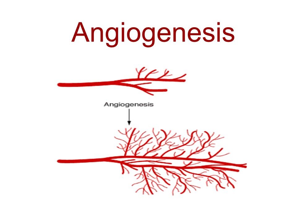 Insights on Angiogenesis: The First Defense System