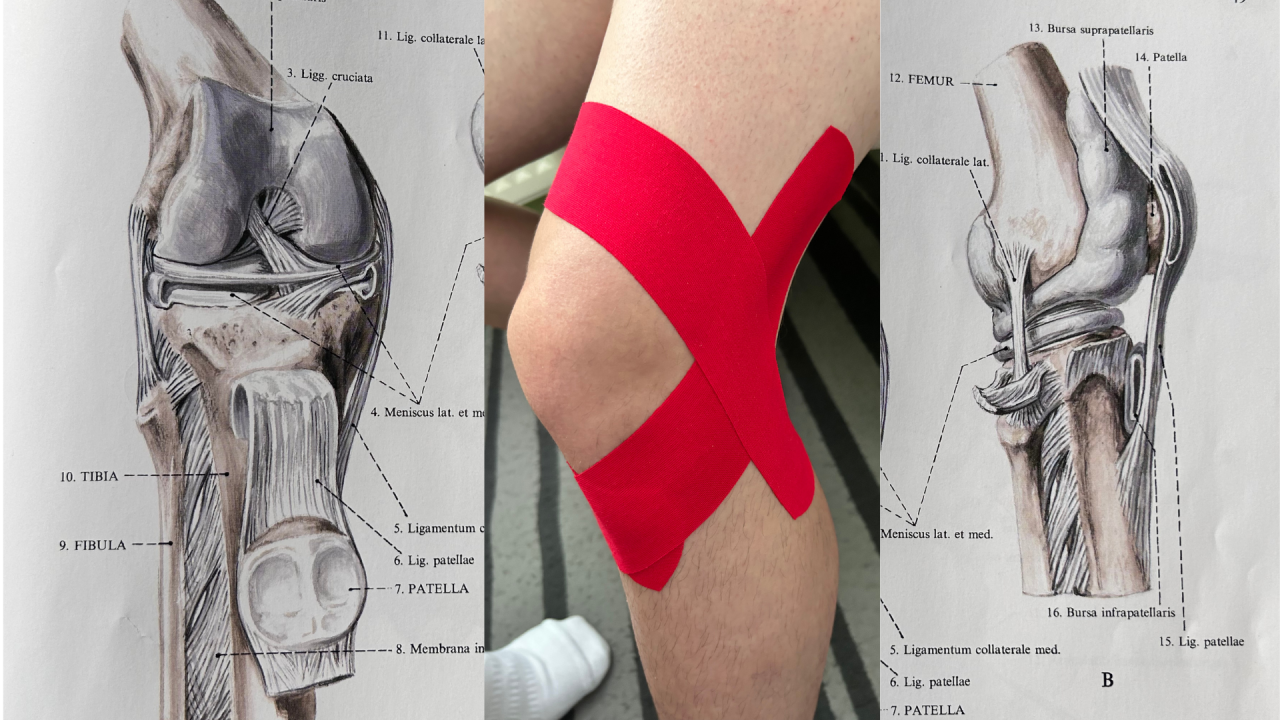 The Human Knee: Anatomy & Clinic, and the Benefits of Kinesio Taping