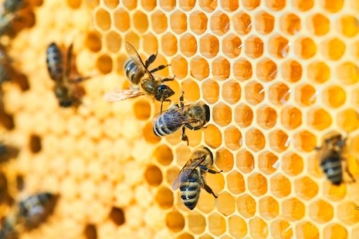Small-Scale Beekeepers Earn More With Best Management Practices