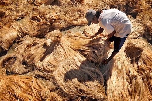 Philippines Abaca Fiber Market Analysis, Opportunities, Growth, Size, Share and Forecast