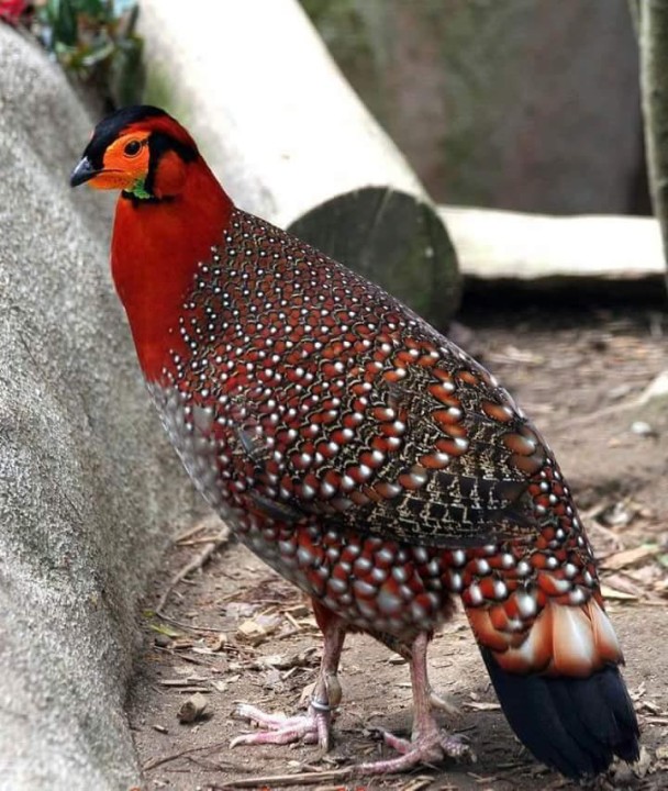 "Lessons from the Tragopan: When the Grass Isn't Greener on the Other Side"