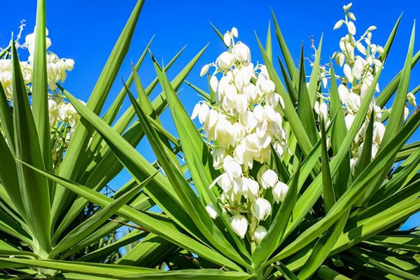 Yucca Schidigera Plant Extract Market Share, Regional Growth, Future Dynamics, Emerging Trends and Outlook by 2033