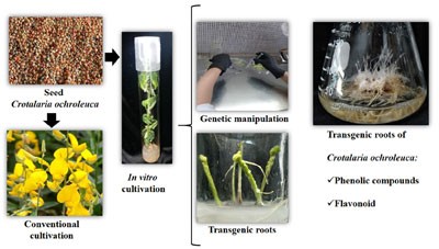 Agrobacterium rhizogenes-Mediated Transformation of Crotalaria ochroleuca: Production of Flavonoids from Hairy Roots