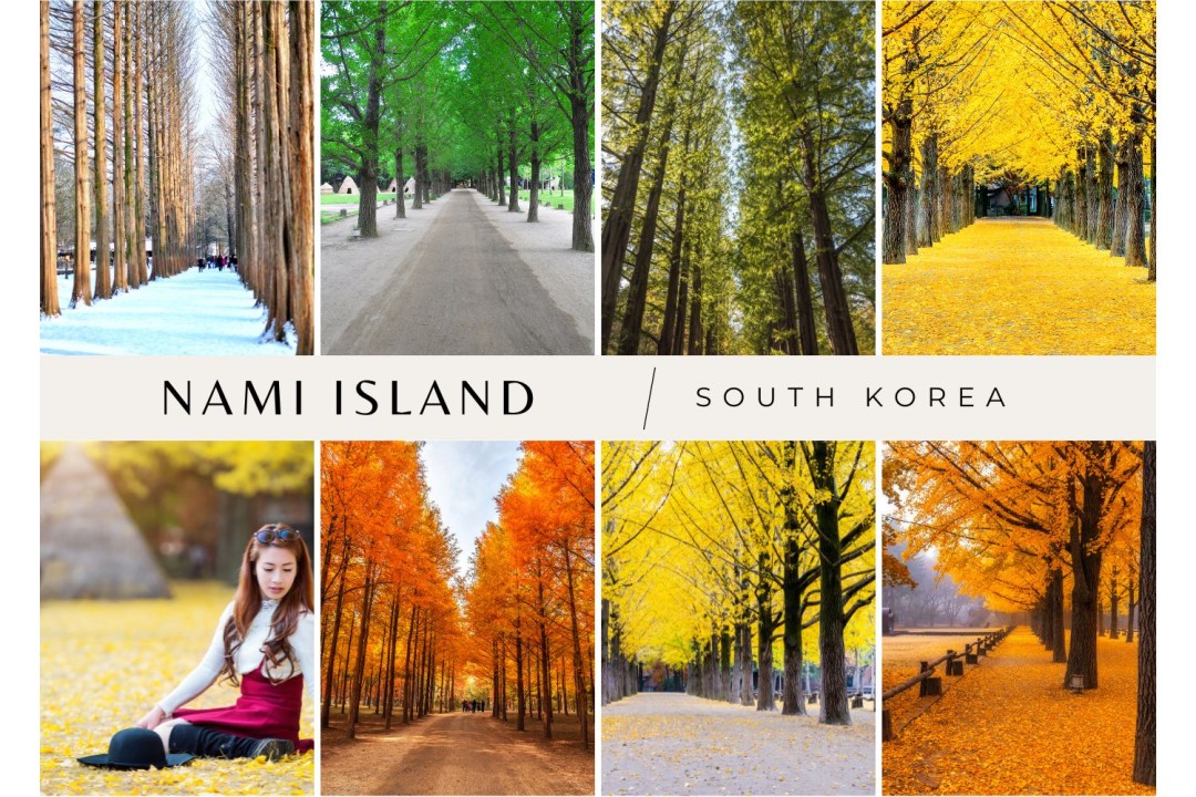 Nami Island From Seoul: Petit France And Garden Of Morning Calm | Seoul Nami | maestranzamb.cl