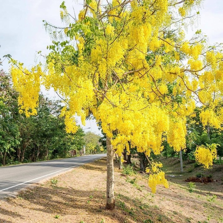The Golden Shower Tree: A Cascading Display of Sunshine