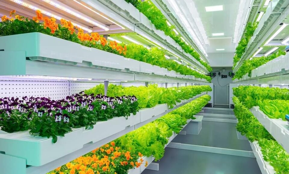 The Future of Pollination-Free Hydroponic Agriculture
