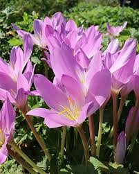 Colchicum Autumnale in Homeopathy: Harnessing the Healing Power of the Autumn Crocus