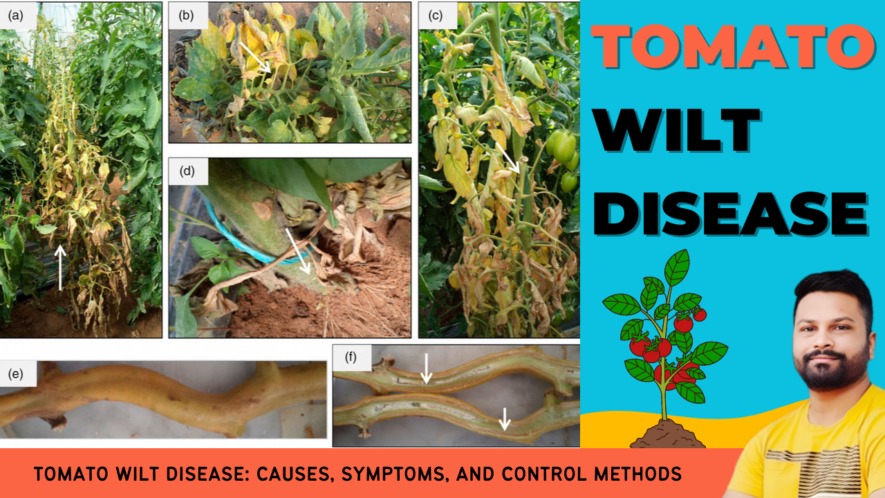 Tomato Wilt Disease: Causes, Symptoms, and Control Methods